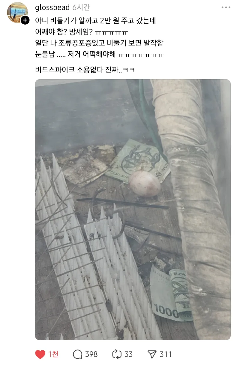 비둘기가 방세로 2만원 주고감 어떡해야함? | 인스티즈