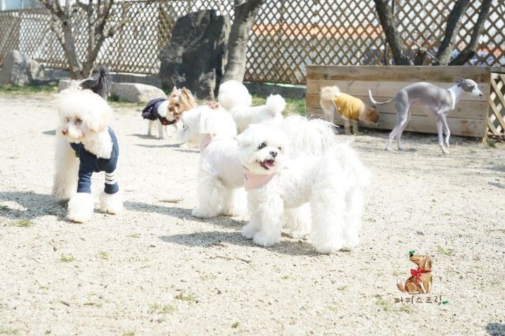 강아지 유치원의 수학여행 | 인스티즈