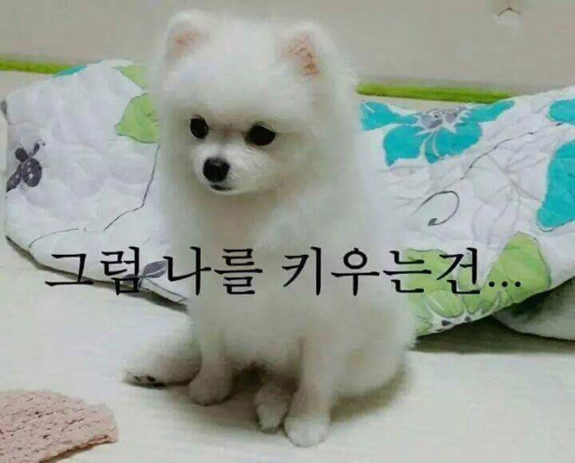 주인이가 나를 키우는건... | 인스티즈