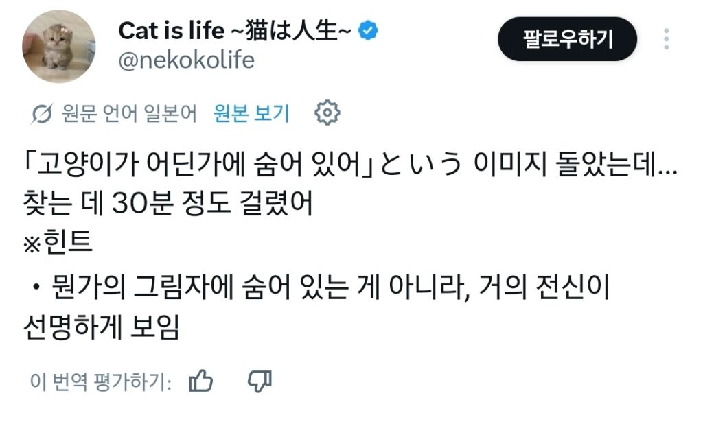 고양이가 어딘가에 숨어있어 | 인스티즈