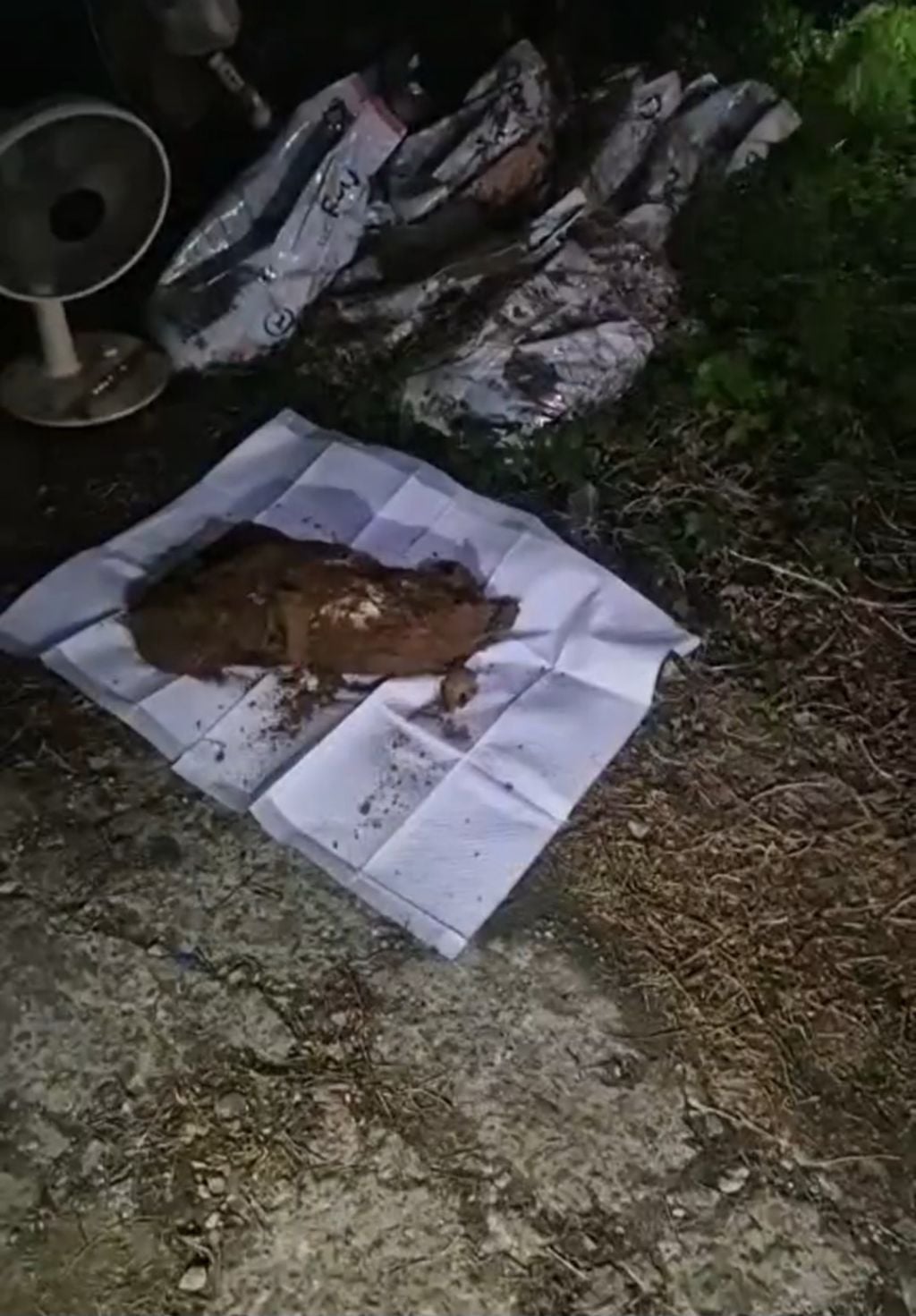 코카스파니엘 시흥 번식장... | 인스티즈