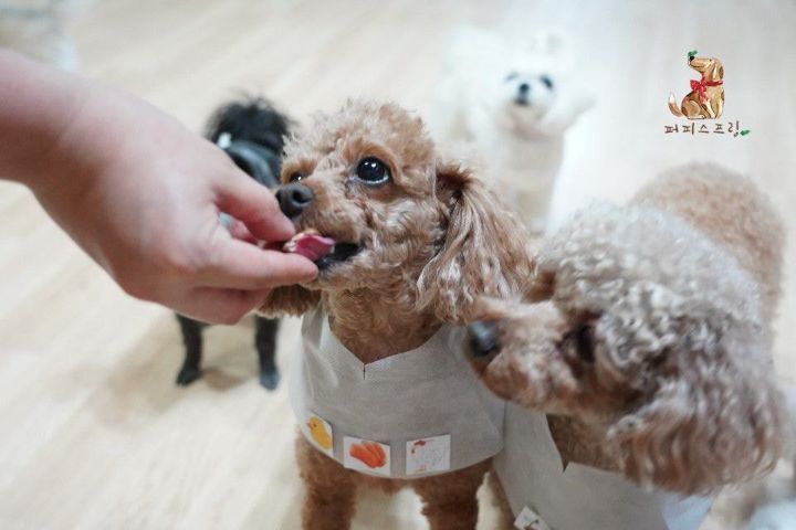 강아지 유치원의 수학여행 | 인스티즈