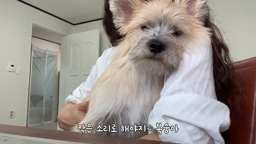 강아지 유치원 퇴소당한 극소심 집순이 강아지ㅠㅠ | 인스티즈