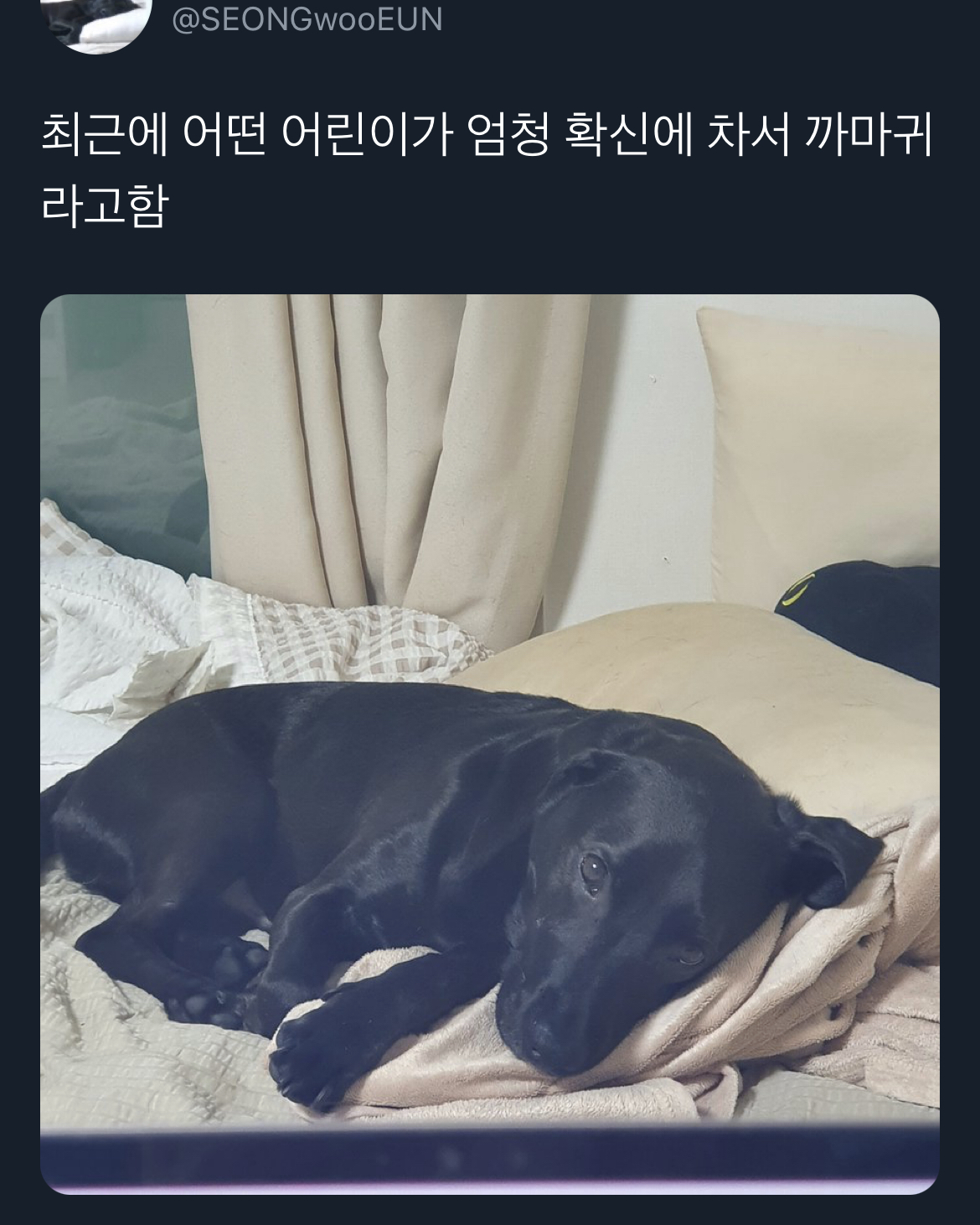 근데… 아파트에서 고라니새끼 키워도 돼요..? | 인스티즈