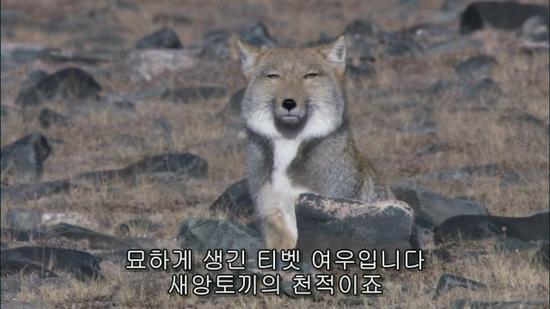 티베트에 사는 치명적인 귀여움의 소유자.jpgif | 인스티즈
