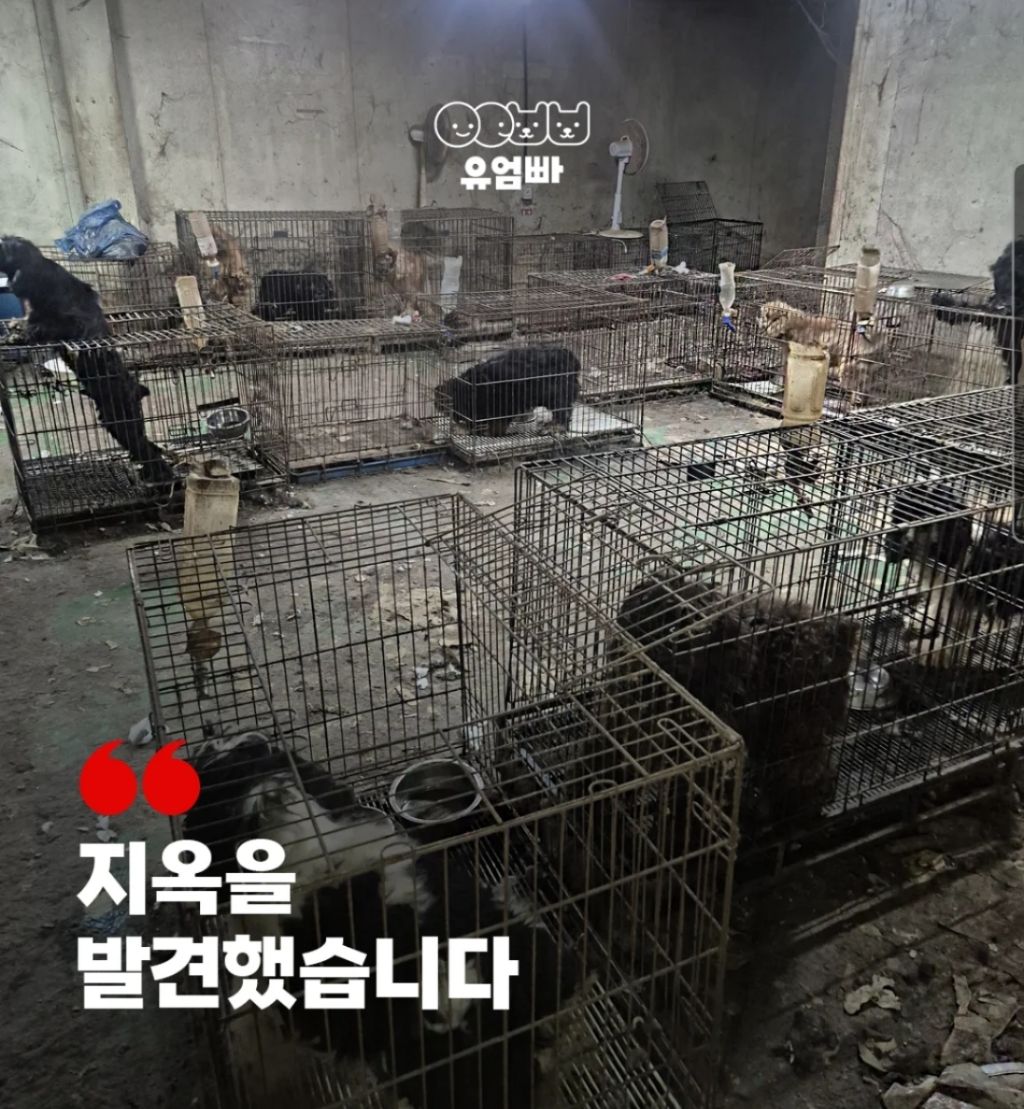 긴급 시흥 불법번식장 급습 | 인스티즈