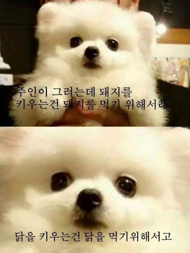주인이가 나를 키우는건... | 인스티즈