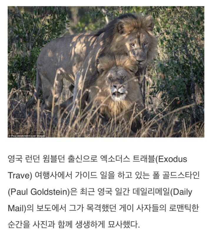 게이 사자들의 로맨틱한 순간.jpg | 인스티즈