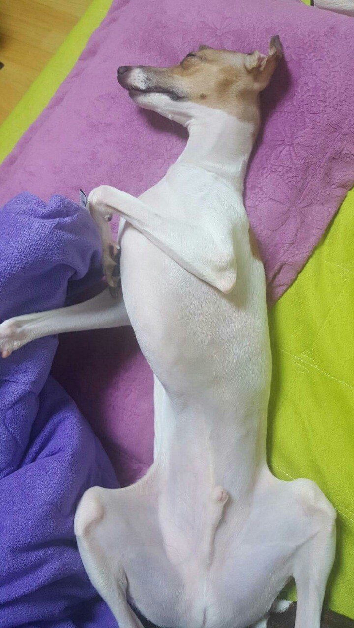 디시에 유명한 개사진이라는데.jpg | 인스티즈