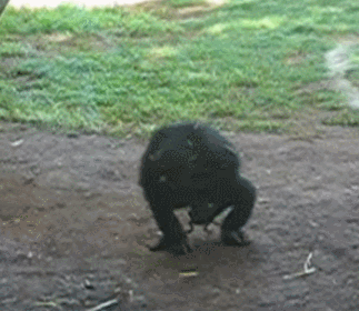 개구리를 오나홀로 쓰는 원숭이.gif | 인스티즈