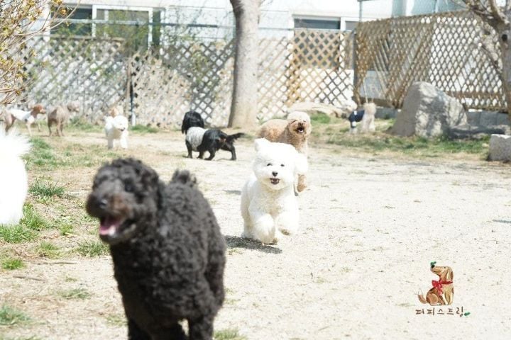 강아지 유치원의 수학여행 | 인스티즈