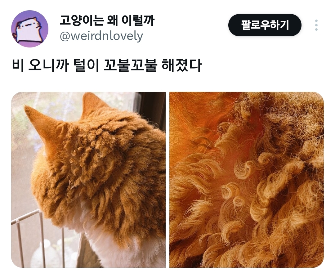 비오니까 털이 꼬불꼬불해진 고양이.x | 인스티즈
