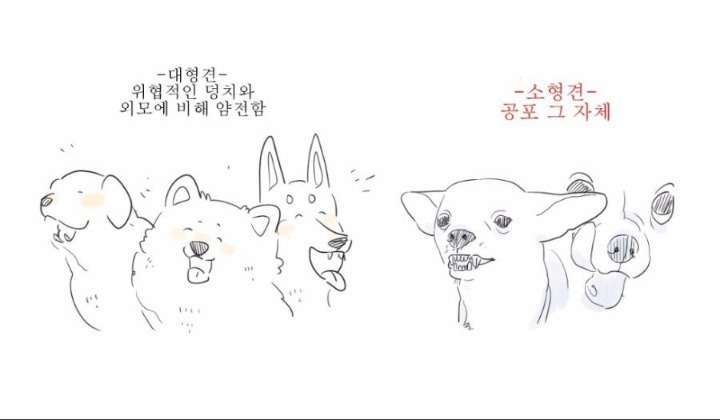 대형견 소형견 차이 | 인스티즈