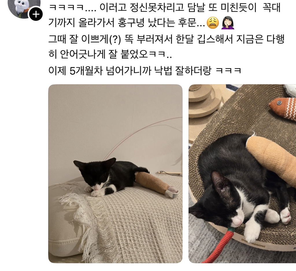 스레드에 올라온 한 고먐미.. | 인스티즈
