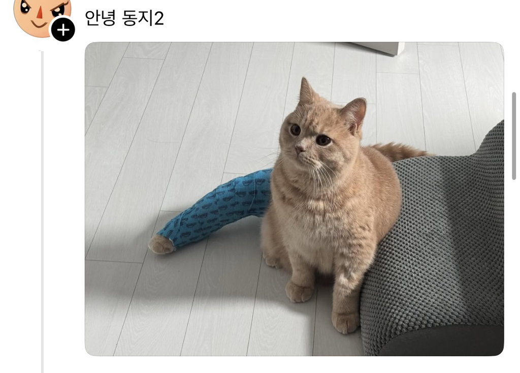 스레드에 올라온 한 고먐미.. | 인스티즈