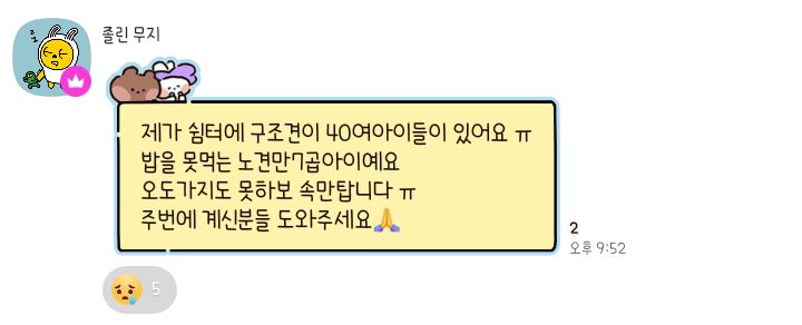 🚨입양자가 배변문제로 파양 의사 밝힌 지 두 시간 만에 유실한 벨라를 찾아요🚨 | 인스티즈