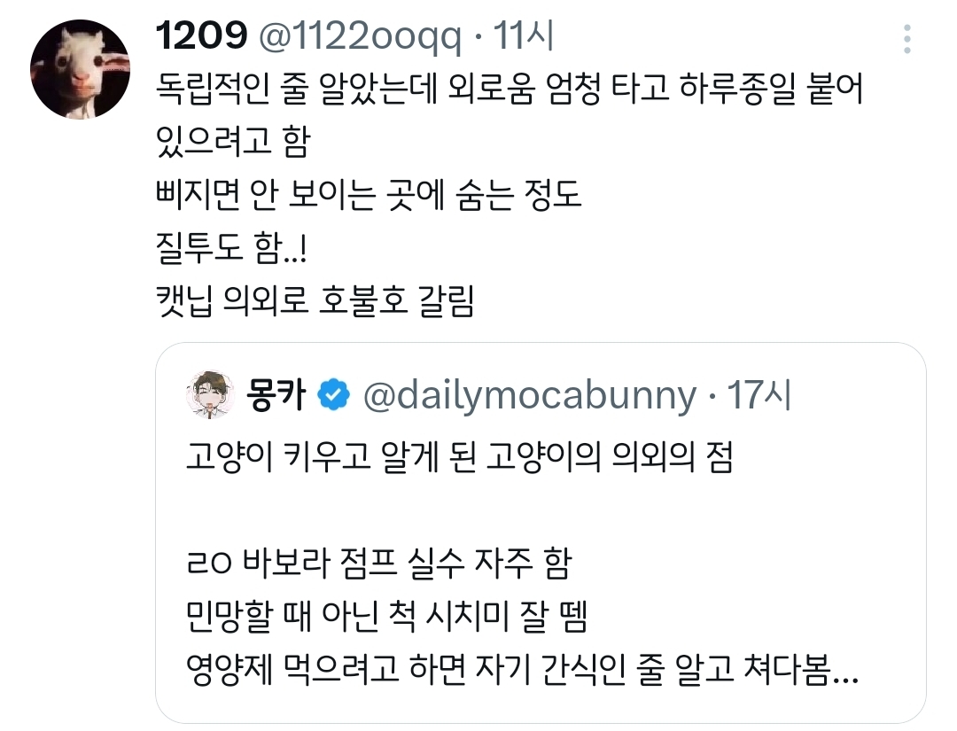 고양이 키우고 알게 된 고양이의 의외의 점.twt | 인스티즈