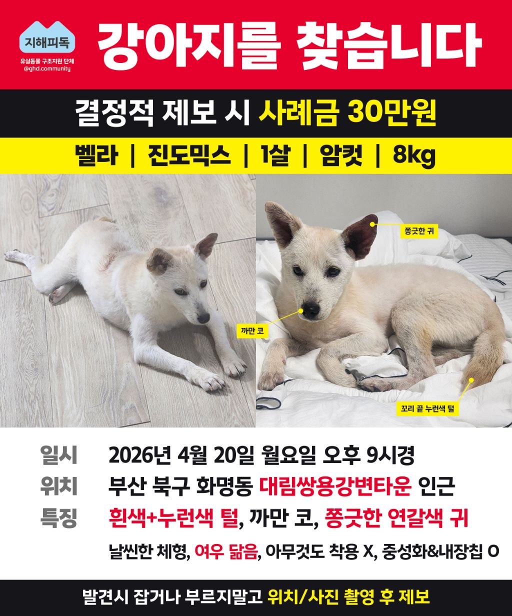 🚨입양자가 배변문제로 파양 의사 밝힌 지 두 시간 만에 유실한 벨라를 찾아요🚨 | 인스티즈