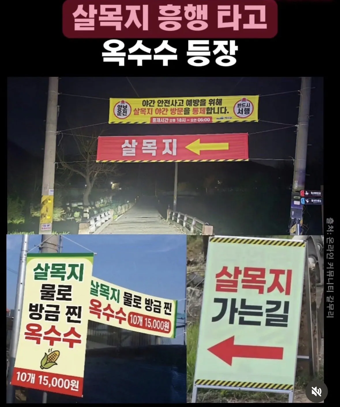 물 들어올때 노 젓는 설목지 옥수수 | 인스티즈