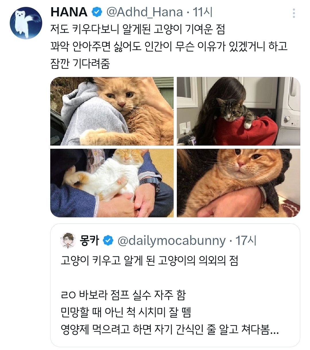 고양이 키우고 알게 된 고양이의 의외의 점.twt | 인스티즈