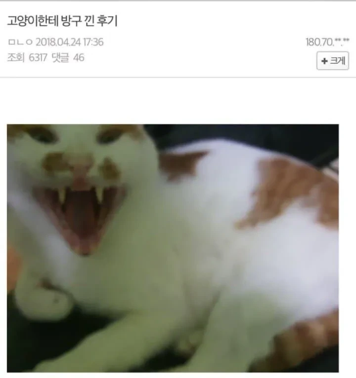 고양이 얼굴에 방구 뀐 후기 | 인스티즈