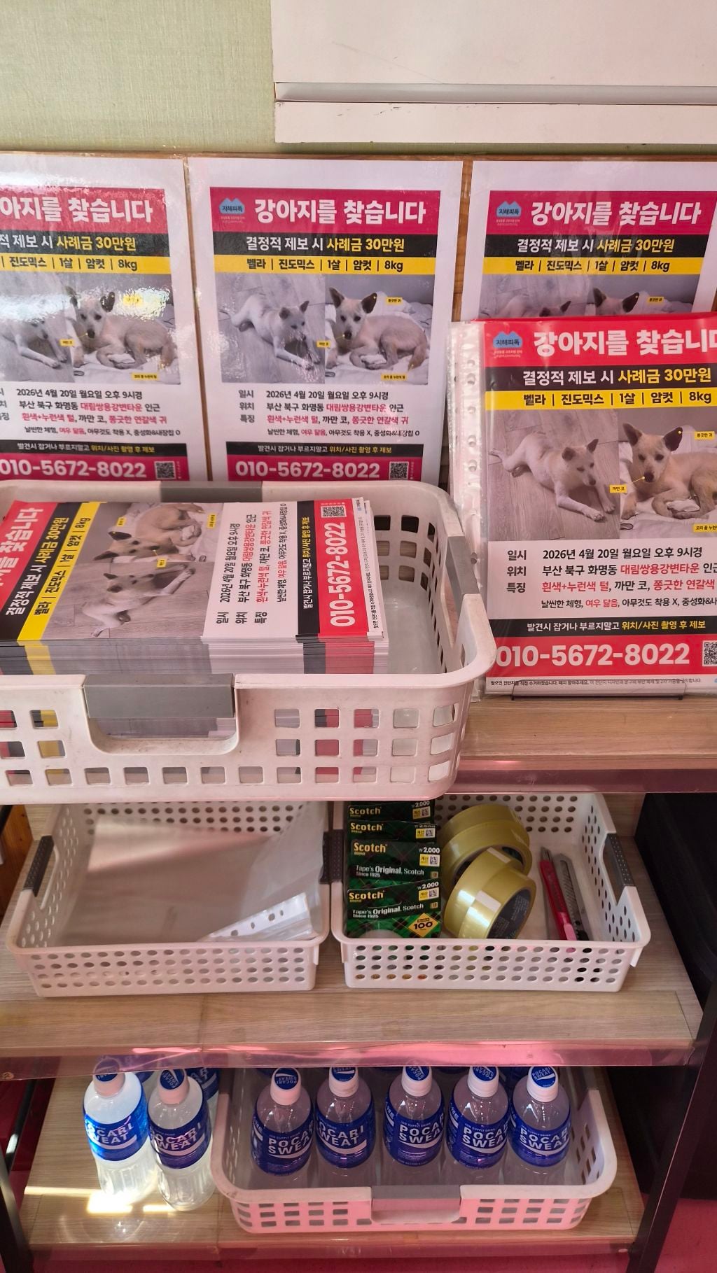 🚨입양자가 배변문제로 파양 의사 밝힌 지 두 시간 만에 유실한 벨라를 찾아요🚨 | 인스티즈
