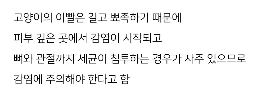 (혐) 고양이 물림사고의 위험성.jpg | 인스티즈