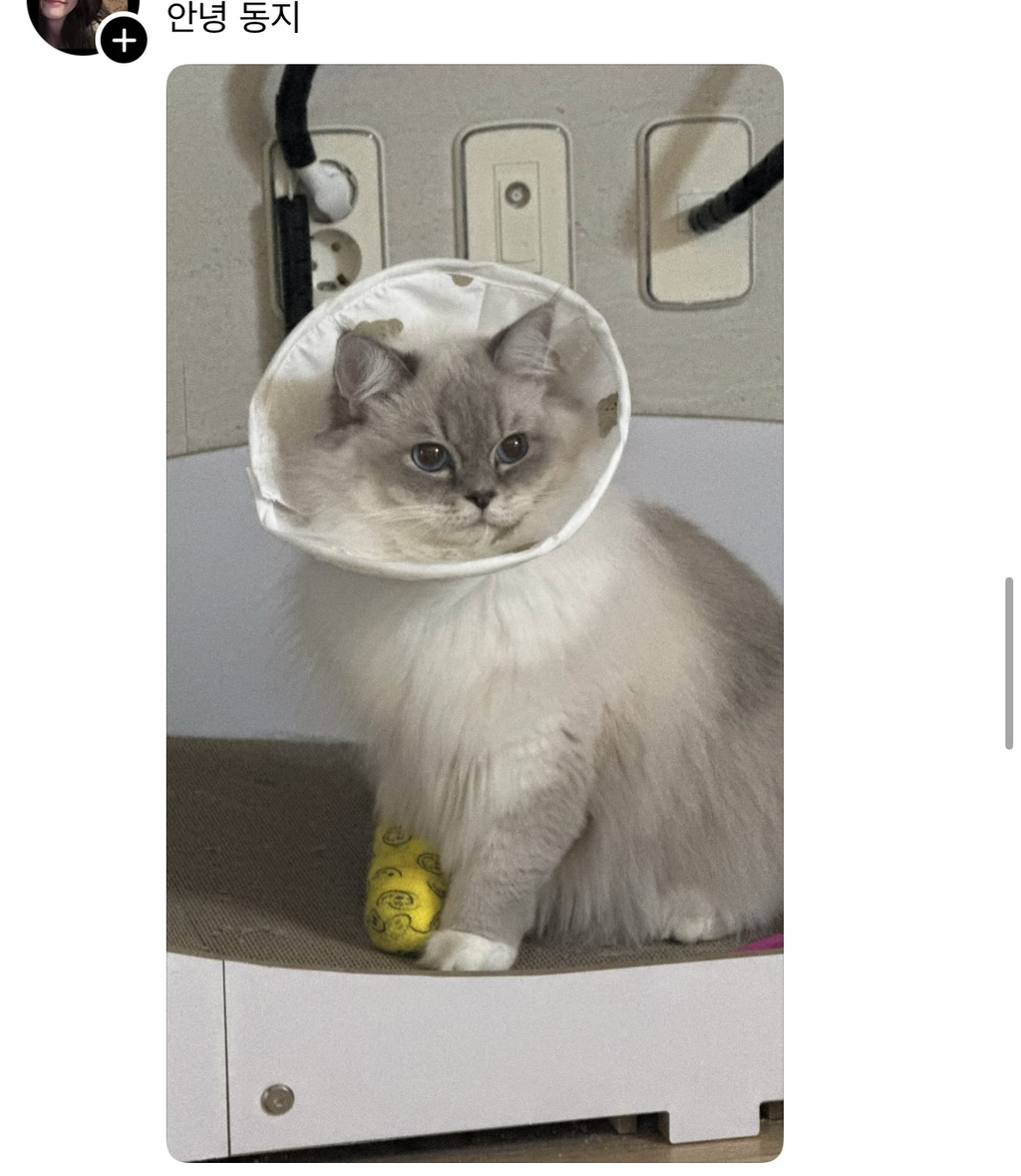 스레드에 올라온 한 고먐미.. | 인스티즈