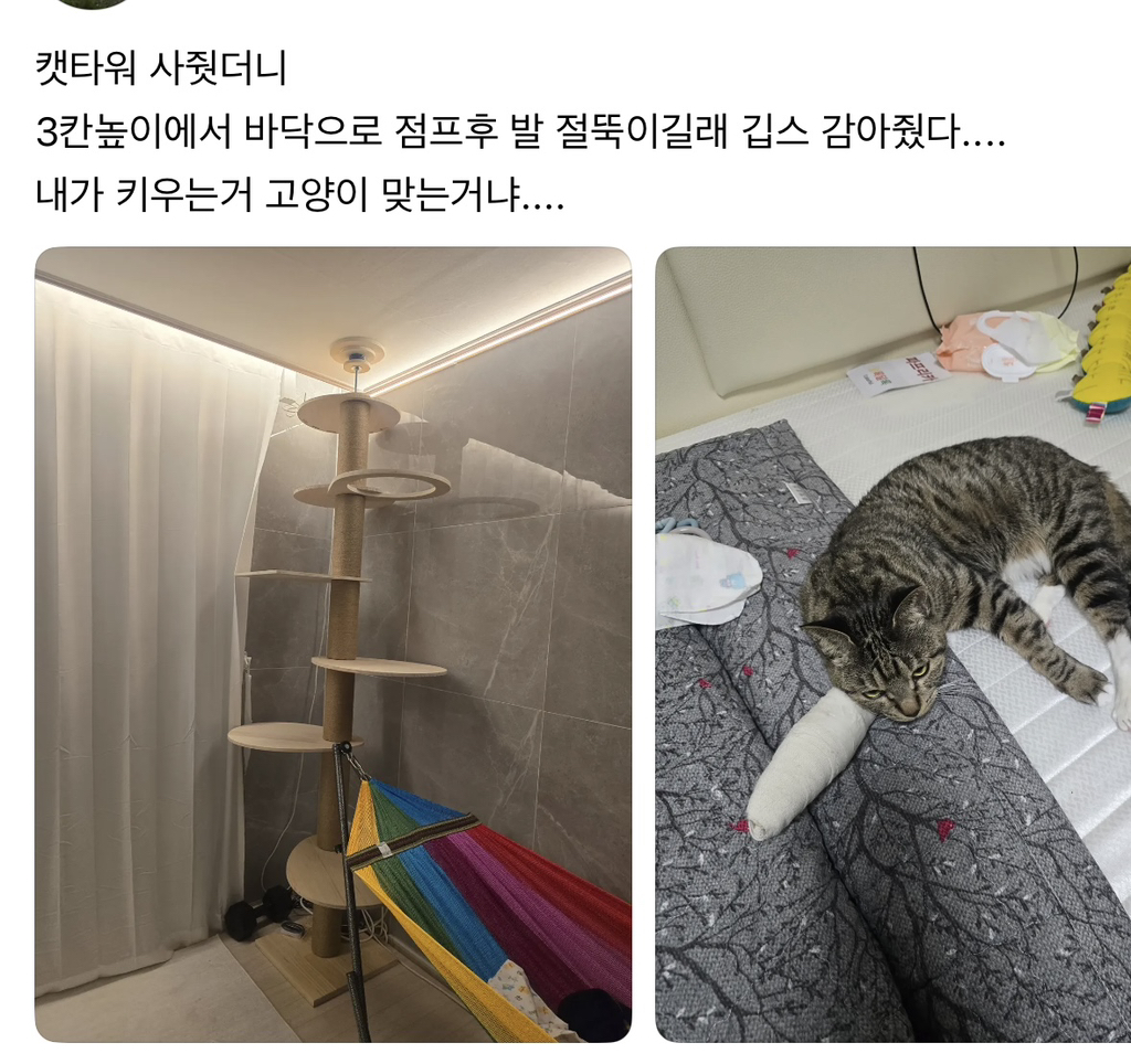 스레드에 올라온 한 고먐미.. | 인스티즈