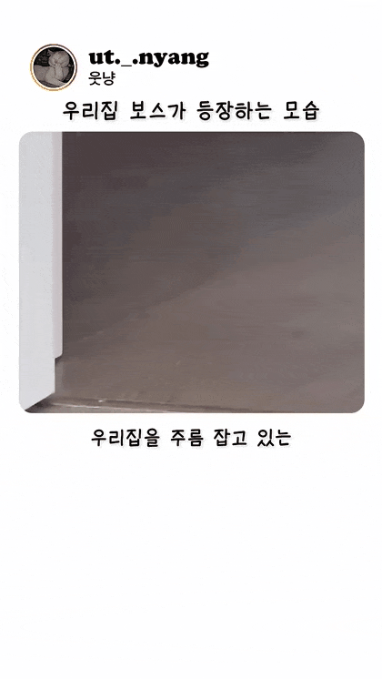 야옹대군 납시오 | 인스티즈
