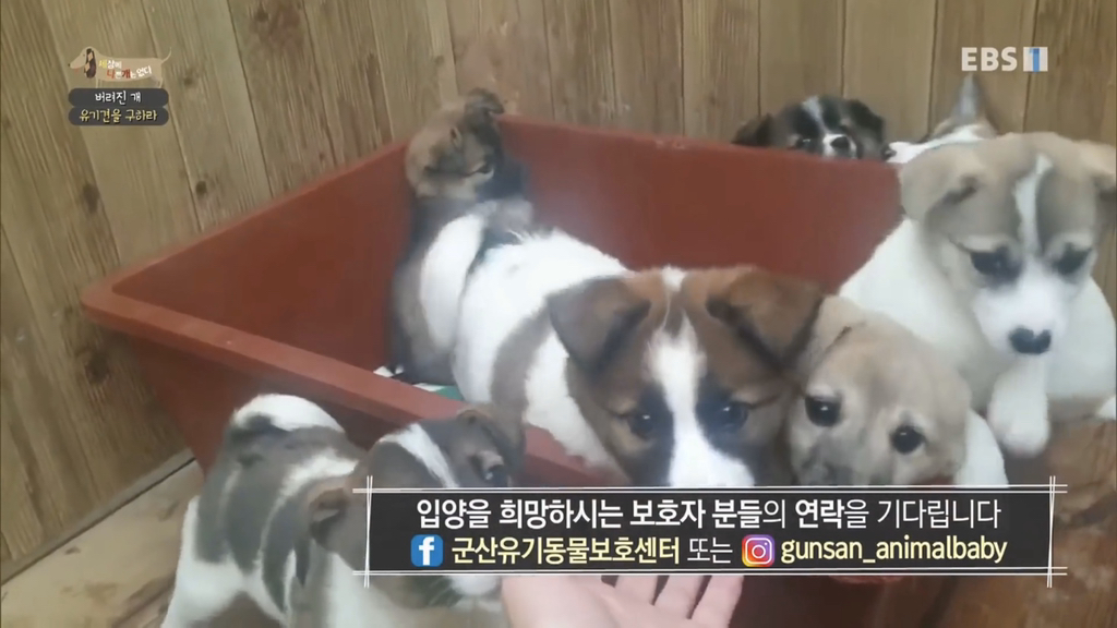 [세나개] 유기견 보호소 촬영 중 유기견 입양한 제작진 (+ 근황) | 인스티즈
