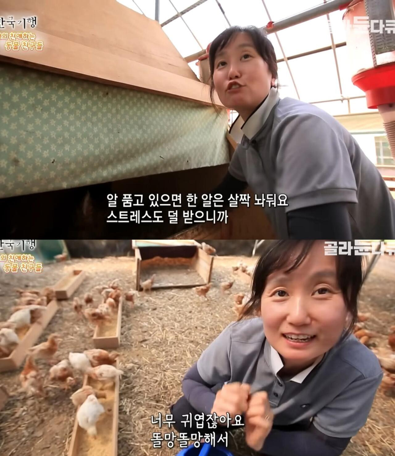 백숙집 차리려고 닭 키우기 시작한 부부의 최후 | 인스티즈