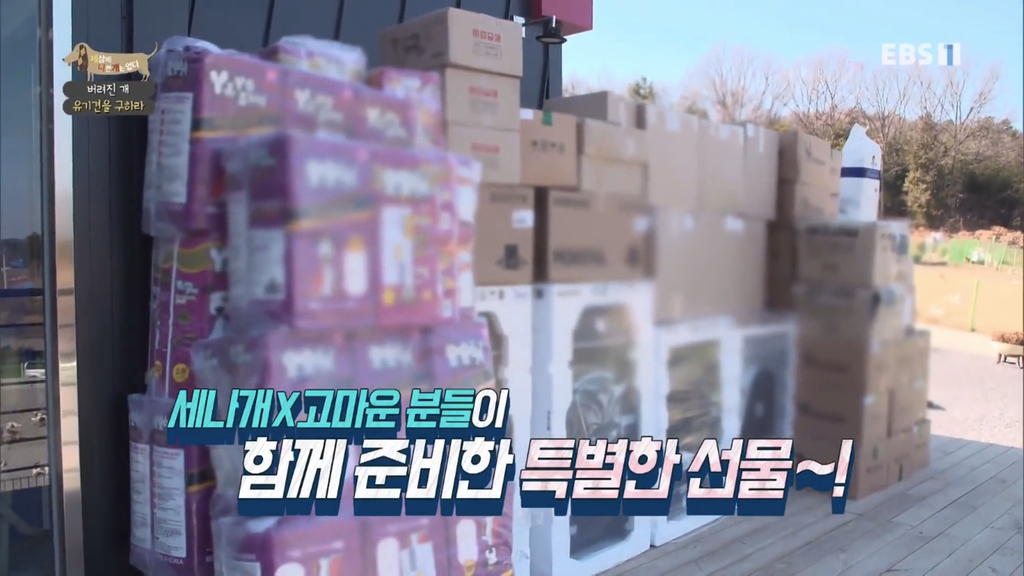 [세나개] 유기견 보호소 촬영 중 유기견 입양한 제작진 (+ 근황) | 인스티즈
