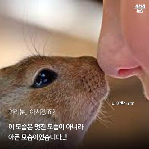 청설모 착지의 진실 | 인스티즈