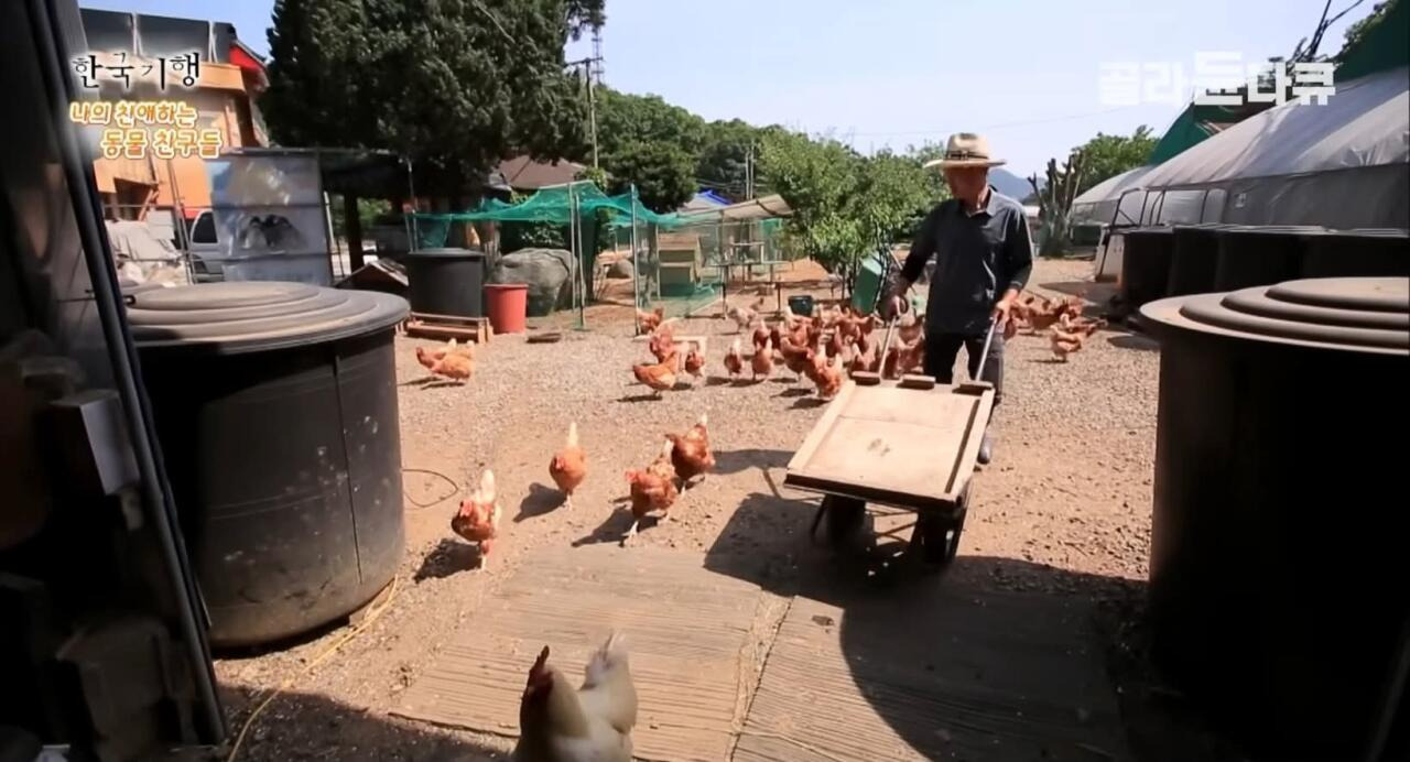 백숙집 차리려고 닭 키우기 시작한 부부의 최후 | 인스티즈