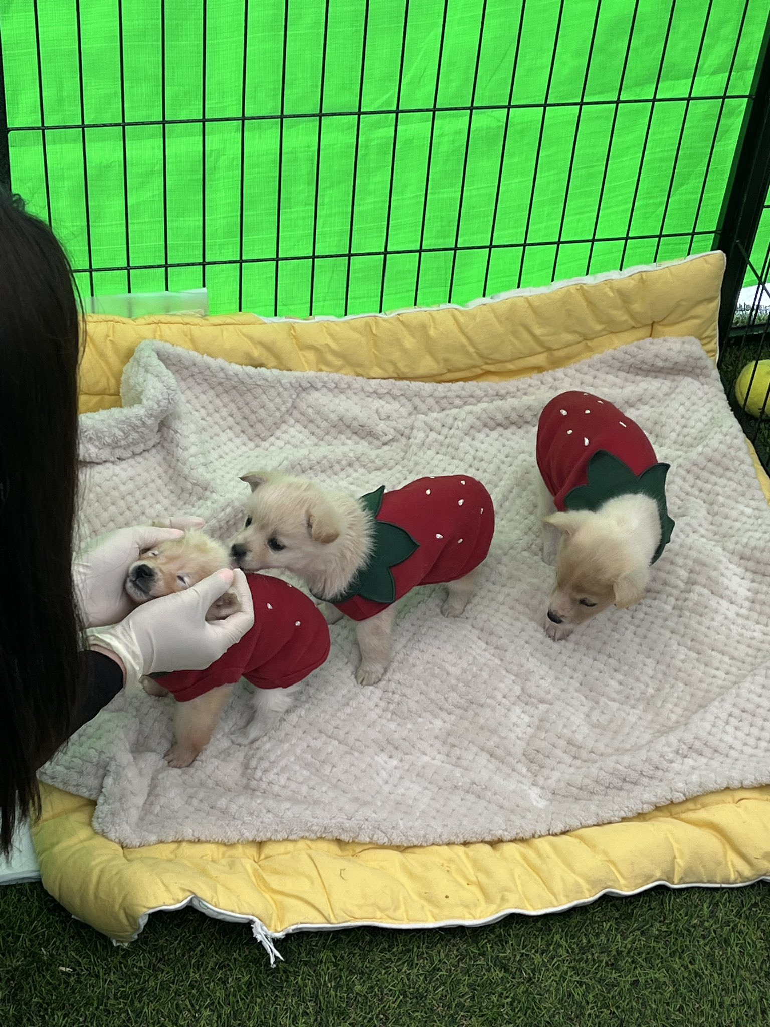 딸기축제에 딸기옷 입고 입양 홍보 나온 유기견들.twt 🍓🐶 | 인스티즈