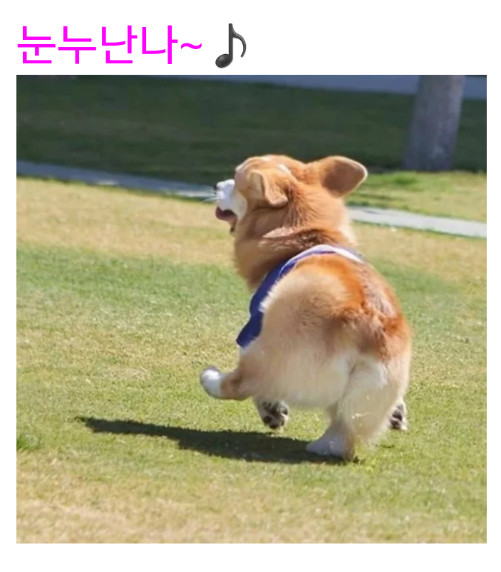 웰시코기의 강력한 유전자.jpg | 인스티즈