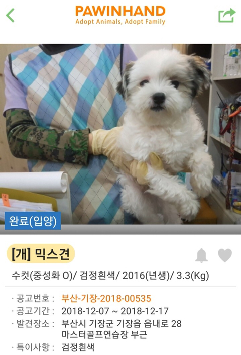 포인핸드 강아지 입양 전후.jpg | 인스티즈