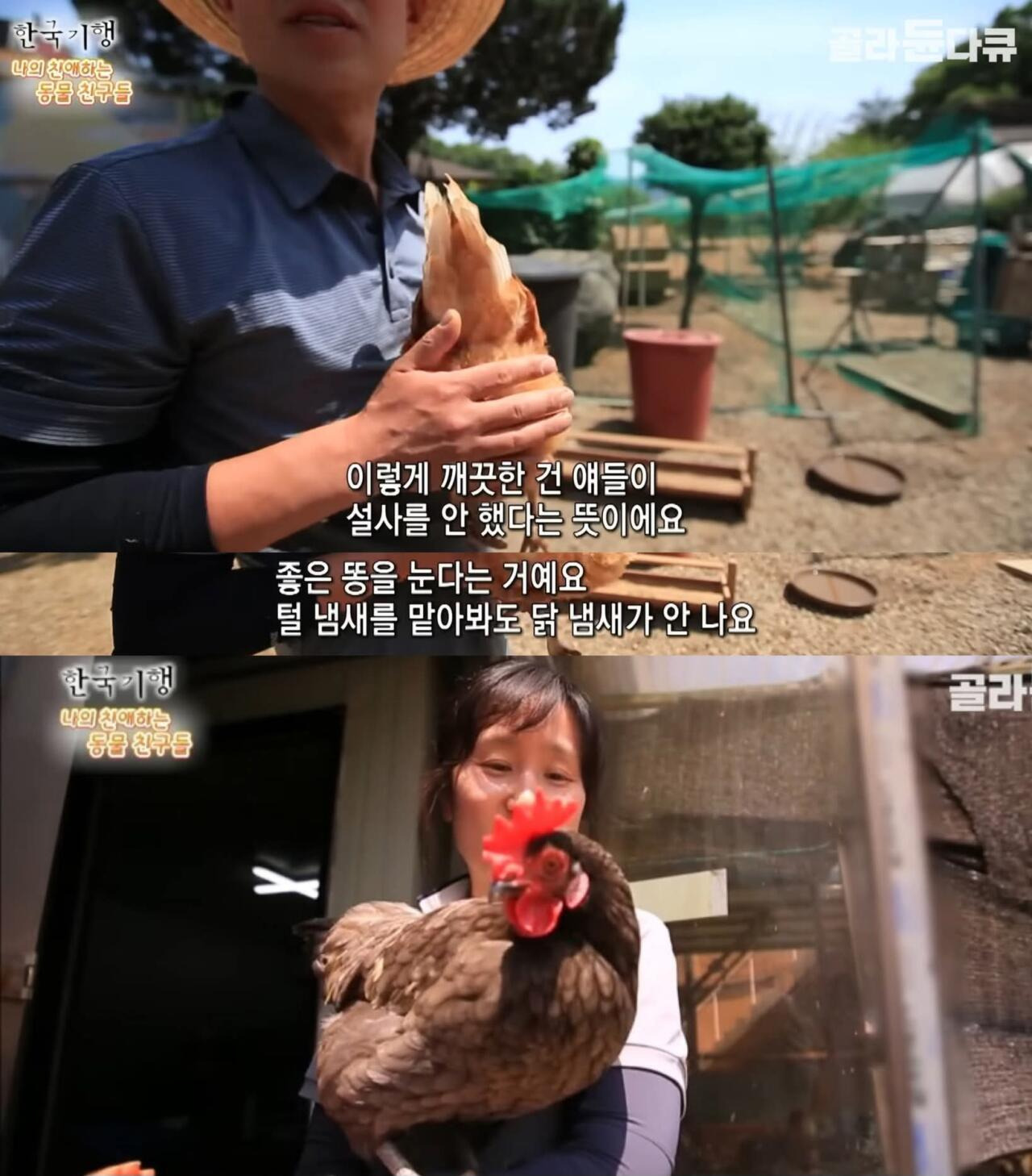 백숙집 차리려고 닭 키우기 시작한 부부의 최후 | 인스티즈