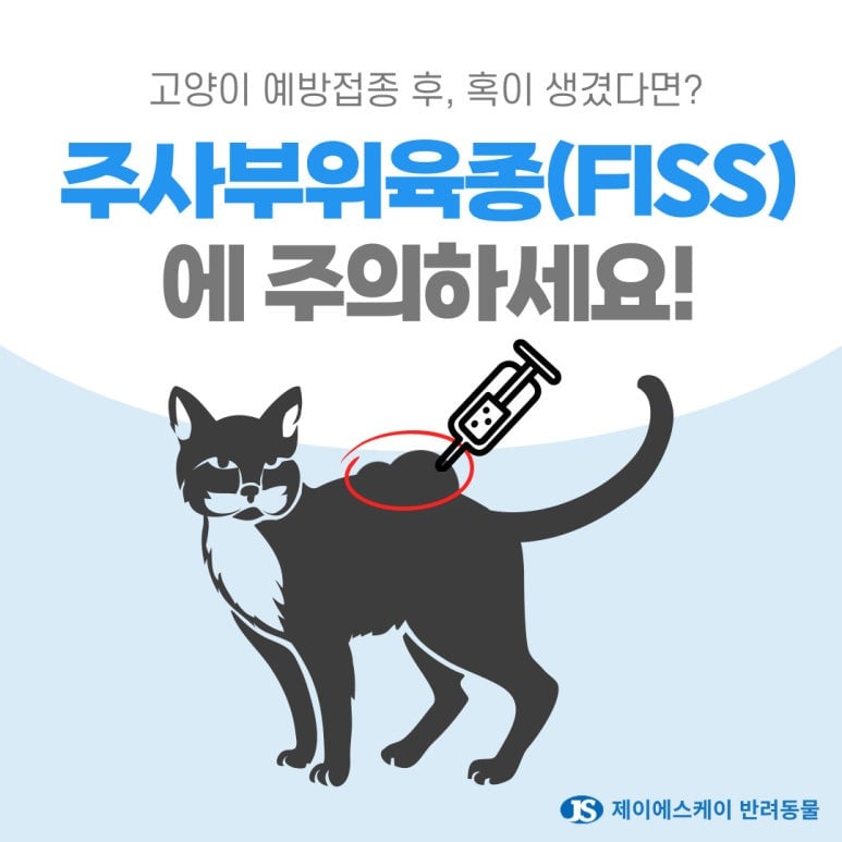 고양이 목 뒤에 주사 놓으면 안되는 이유 | 인스티즈