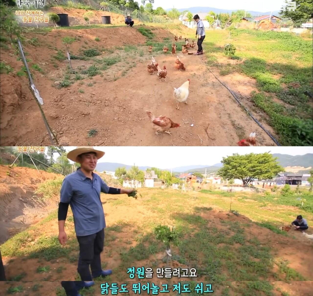 백숙집 차리려고 닭 키우기 시작한 부부의 최후 | 인스티즈