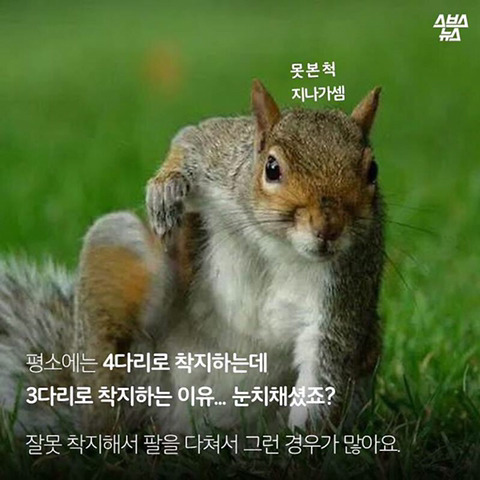 청설모 착지의 진실 | 인스티즈