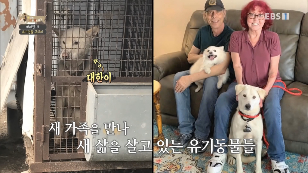 [세나개] 유기견 보호소 촬영 중 유기견 입양한 제작진 (+ 근황) | 인스티즈
