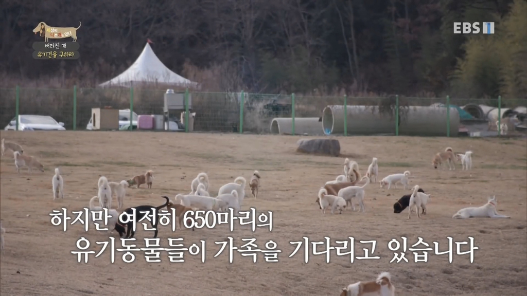 [세나개] 유기견 보호소 촬영 중 유기견 입양한 제작진 (+ 근황) | 인스티즈