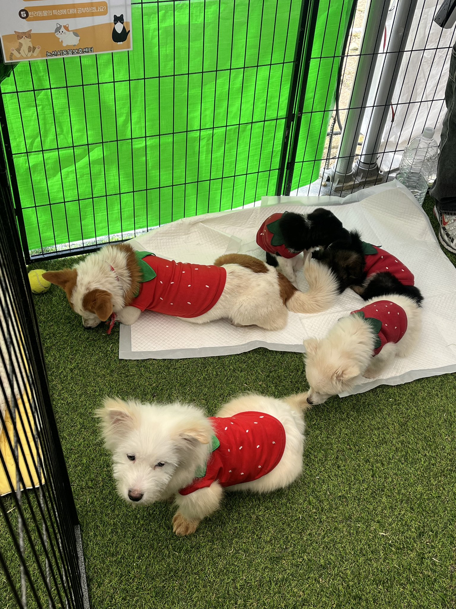 딸기축제에 딸기옷 입고 입양 홍보 나온 유기견들.twt 🍓🐶 | 인스티즈