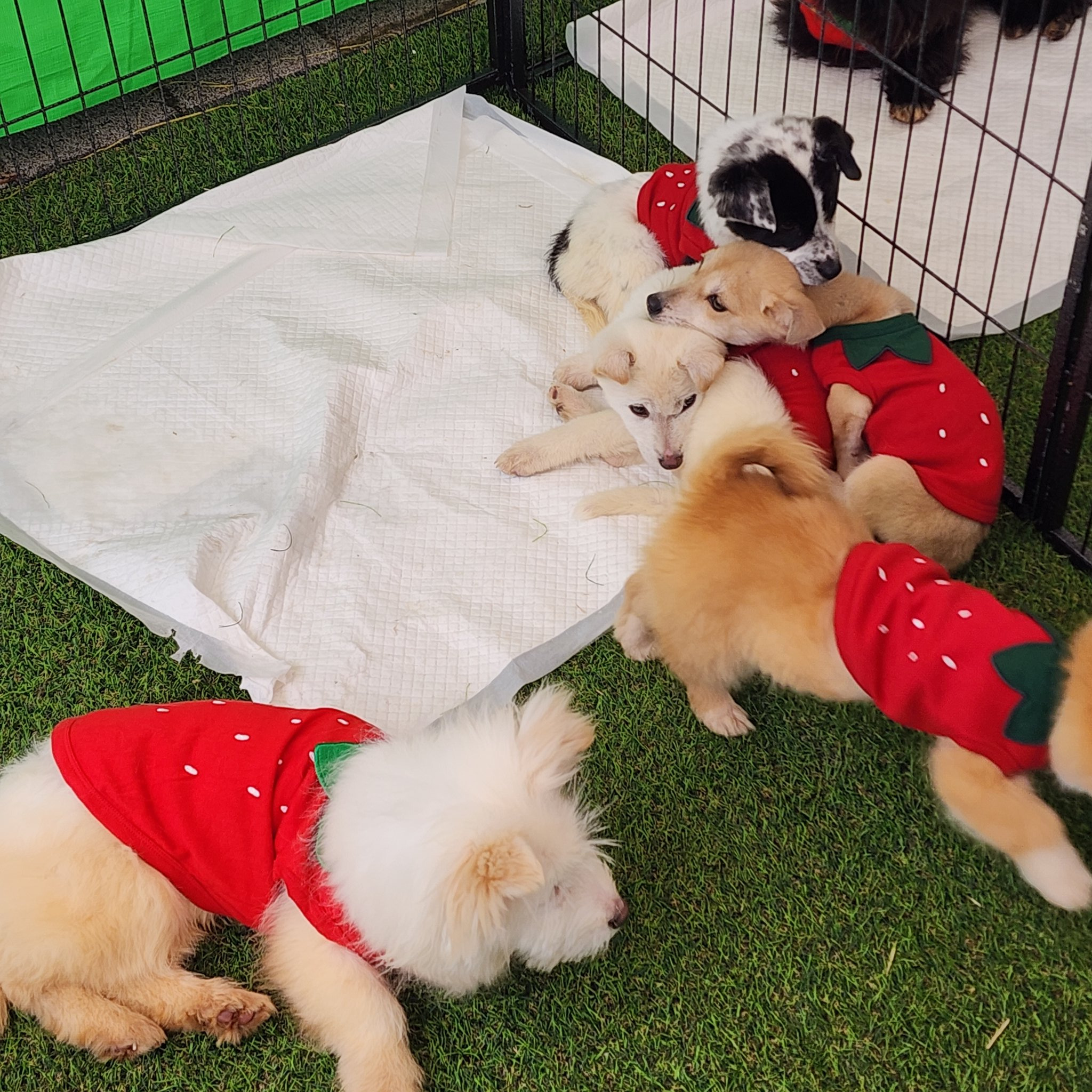 딸기축제에 딸기옷 입고 입양 홍보 나온 유기견들.twt 🍓🐶 | 인스티즈