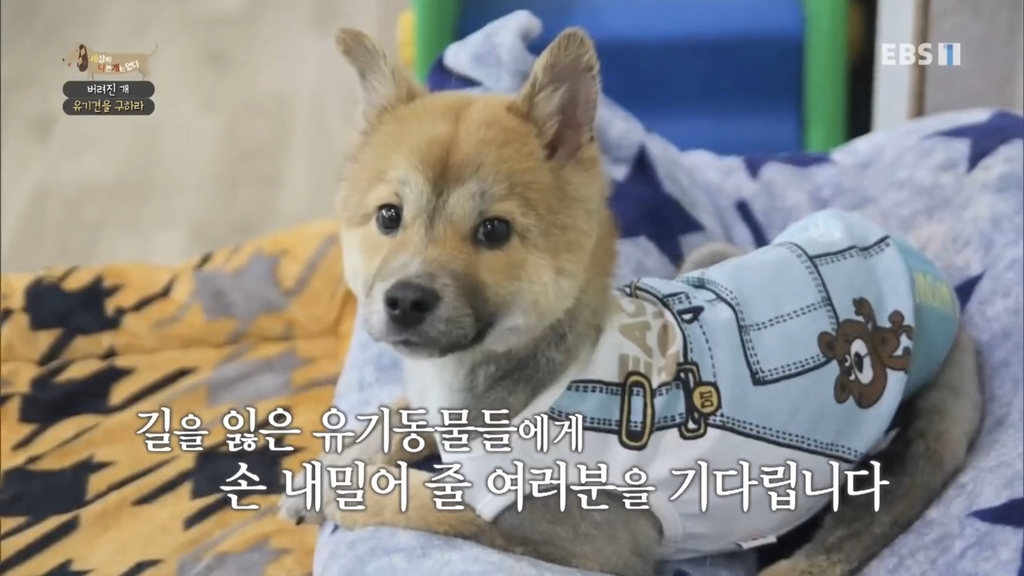 [세나개] 유기견 보호소 촬영 중 유기견 입양한 제작진 (+ 근황) | 인스티즈