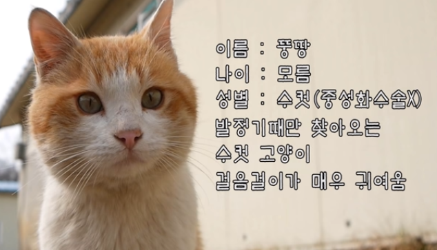 haha ha님 채널에서 은근히 매니아층이 많은 고양이 | 인스티즈