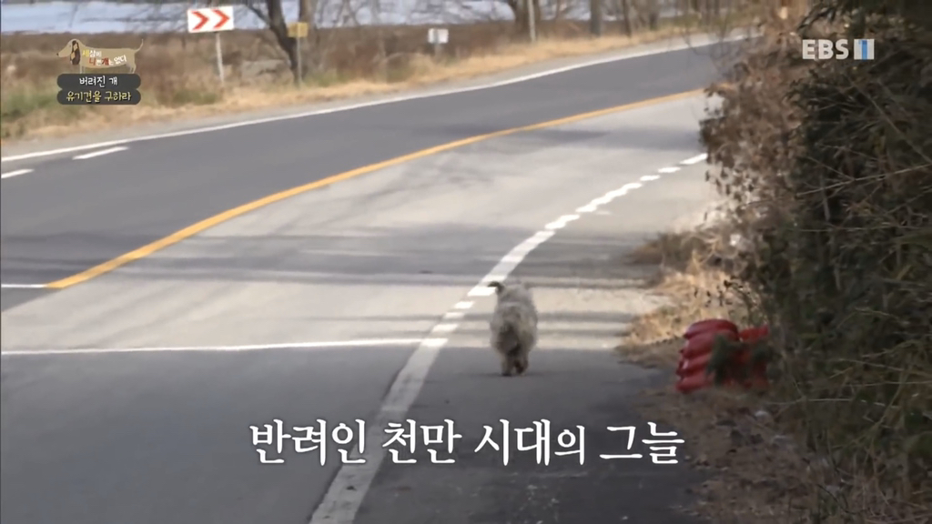 [세나개] 유기견 보호소 촬영 중 유기견 입양한 제작진 (+ 근황) | 인스티즈