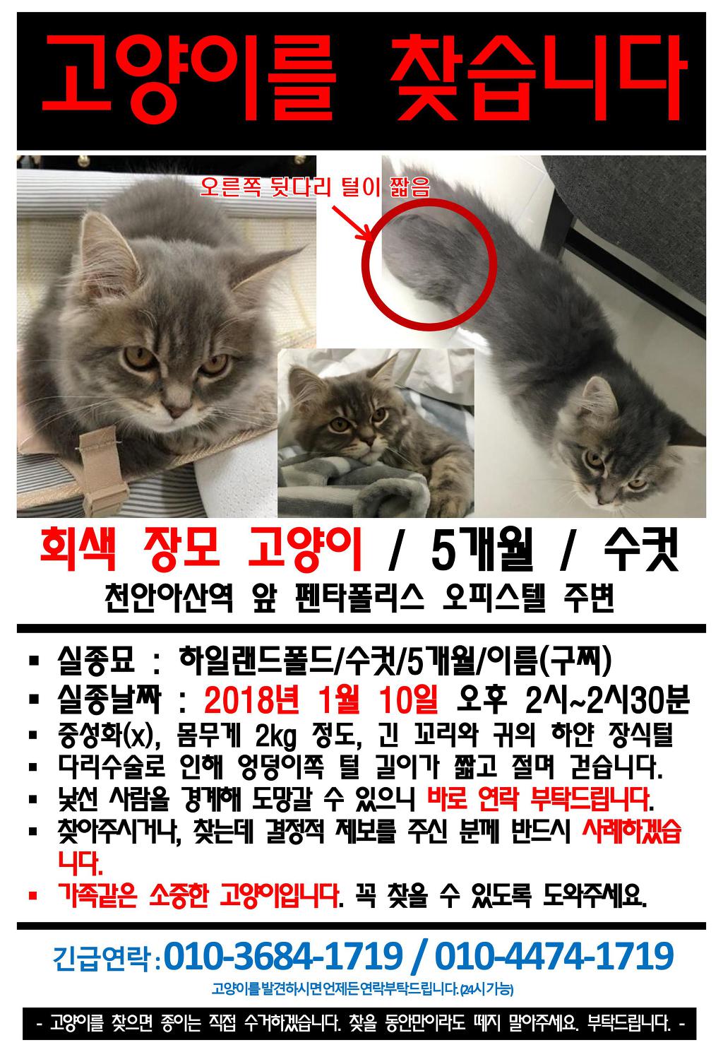 [천안아산역와이시티근처] 고양이를 찾습니다. 도와주세요 | 인스티즈